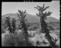 Close up view of cholla cacti, Palm Springs vicinity, 1940