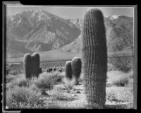 View of barrel cacti in a desert expanse, Palm Springs vicinity, 1940