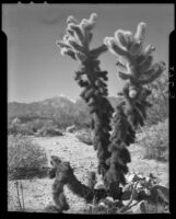 Close up view of a cholla cactus, Palm Springs vicinity, 1940