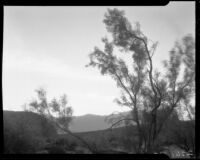 Smoke Trees in Palm Springs, 1930-1965