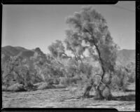 Smoke Trees in Palm Springs, 1930-1965