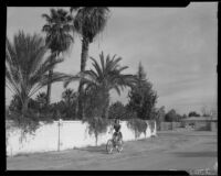 Carolyn Bartlett cycling past a walled garden, Palm Springs, 1940