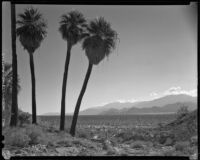 Willis Palms Oasis, Thousand Palms vicinity, 1939
