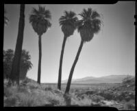 Willis Palms Oasis, Thousand Palms vicinity, 1939