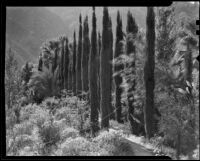 Garden possibly at the El Kantara house, Palm Springs, 1935