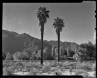 View across open land towards a house near the El Mirador Hotel, Palm Springs, 1935