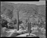 Desert landscape with tall cacti and houses in the background, Palm Springs, 1935