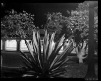 Century plant with small shops along an arcade in the background, Palm Springs, circa 1936-1937