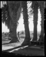 Woman in palm tree gorve, Palm Springs vicinity, 1934