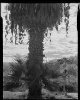 Woman standing next to a palm tree in a desert landscape, Palm Springs vicinity, 1934