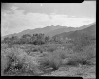 Desert landscape, Palm Springs vicinity, 1940-1941