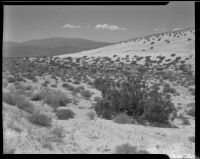Desert view with a sand dune on the right, Palm Springs vicinity, 1940-1941