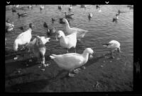 Ducks at a lake somewhere in California, 1937