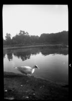 Duck beside lake somewhere in California, 1937