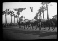 Pack mules in the Old Spanish Days Fiesta parade, Santa Barbara, 1937