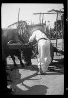 Driver attends to ox at the Old Spanish Days Fiesta, Santa Barbara, 1937