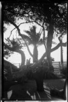 View of gnarled tree in Palisades Park, Santa Monica, 1945-1965