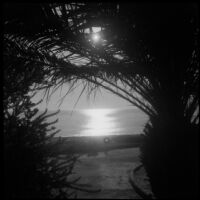 Beach seen through palms, photographed in connection with the Kurtz wedding, 1964