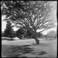 Coral trees on San Vicente Boulevard, Brentwood, 1962
