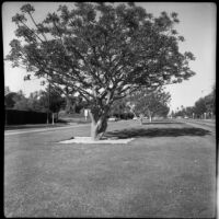 Coral trees on San Vicente Boulevard, Brentwood, 1962