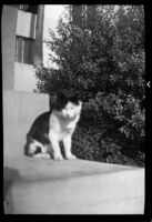 Cat on steps at Santa Monica High School, Santa Monica, 1937-1939