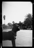 Dog possibly out side of Santa Monica High School, Santa Monica, 1937-1939