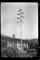 Elderly woman standing in front of a house with a tall century plant, 1937
