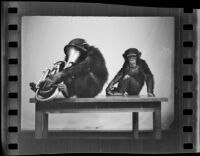 Chimpanzees and euphonium, Los Angeles, 1938
