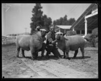 Sheep on display at the Southern California Fair, Riverside, 1929