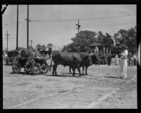 Ox team pulling a cart for the Old Spanish Days Fiesta, Santa Barbara, 1932