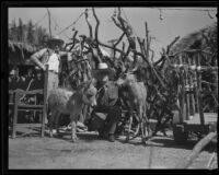 Man with pony and deer in front of a rustic animal pen at the Old Spanish Days Fiesta, Santa Barbara, 1932