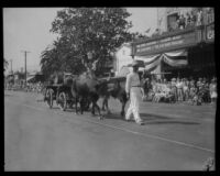 Ox team pulling a cart in the parade of the Old Spanish Days Fiesta, Santa Barbara, 1930