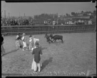 Burlesque bull fight in the Southern Pacific Stockyards, Los Angeles, 1922-1925