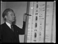 Dr. Calvin B. Bridges with his chart of flies, Los Angeles County, 1932-1935