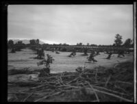 Agricultural field with mud and plant debris after the flood caused by the failure of the Saint Francis Dam, Santa Clara River Valley (Calif.), 1928