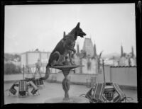 German shepherd Monee demonstrating tricks atop the Roosevelt Hotel, Hollywood, 1929