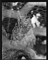 Edgar Lancaster’s great horned owl, Sunland, 1935