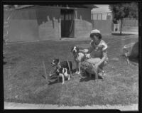 Local shelter overflows with dogs after holiday fireworks, Los Angeles, 1935