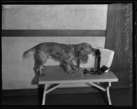 Dog that was placed in an animal shelter to avoid the noise of fireworks, Los Angeles, 1935