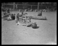 Lion cub at Gay's Lion Farm, El Monte, 1935