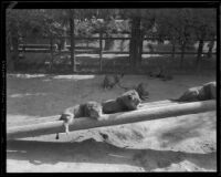 Lions lounging in an enclosure at Gay's Lion Farm, El Monte, 1935