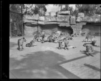 Pride of lions at Gay's Lion Farm, El Monte, 1935