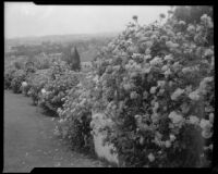 Rose bushes at unidentified residence, Los Angeles, 1935
