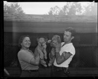 Zookeepers holding lion cubs at the California Zoological Gardens, Los Angeles, 1935