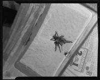 Black widow and tarantula during a spider fight, Los Angeles, 1935