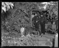 Policemen R. J. Rein and Geo H. Meyers come across a cow, 1935