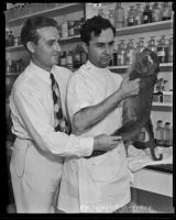 Dr. Ralph Willard examining the monkey he froze in his revival experiment, Los Angeles, 1935