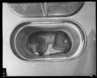 Frozen Monkey that was used in Dr. Ralph Willard’s resurrection experiment, Los Angeles, 1935