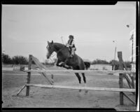 Betty Price on horseback jumping a fence, Los Angeles, 1935