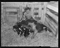 Dick Dunlap with mother pig and piglets at Los Angeles County Fair, Pomona, 1935